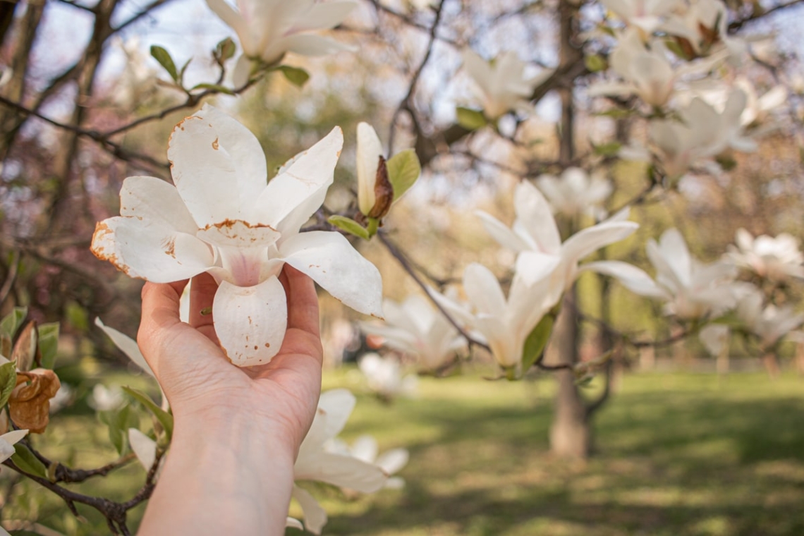 Dłoń trzymająca delikatny kwiat magnolii — symbol kruchości, wyboru i życia