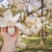 Dłoń trzymająca delikatny kwiat magnolii — symbol kruchości, wyboru i życia