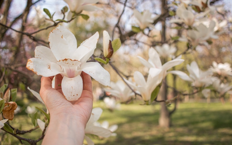 Dłoń trzymająca delikatny kwiat magnolii — symbol kruchości, wyboru i życia