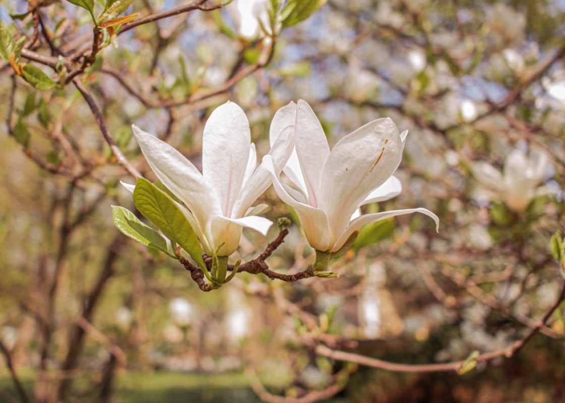 Białe magnolie kwitnące na gałęzi w wiosennym słońcu – symbol życia i nadziei